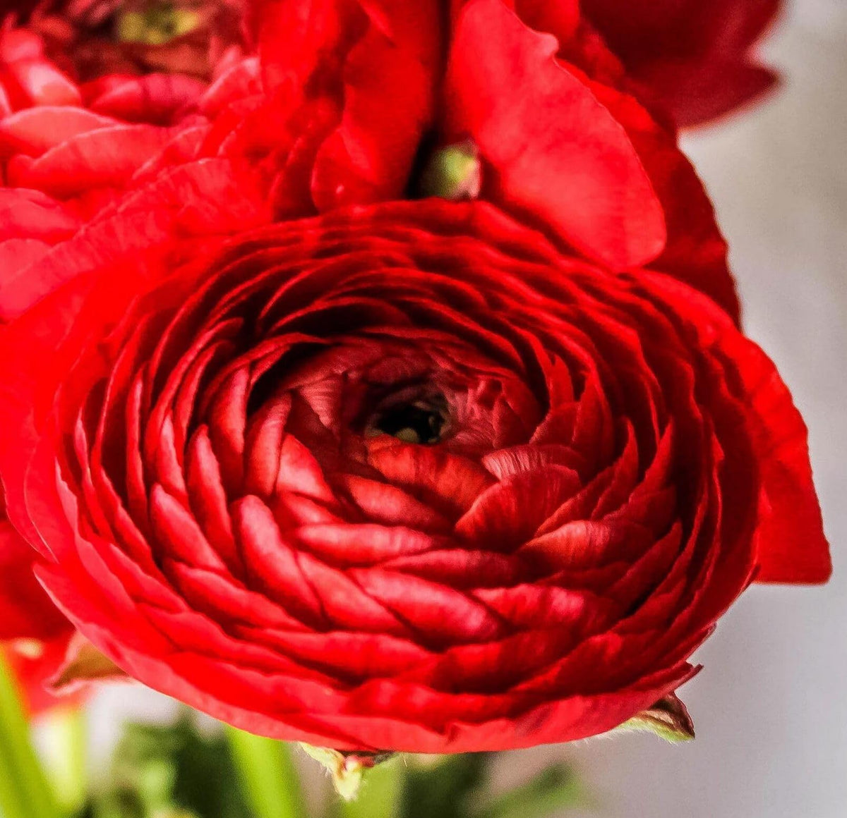 Seeds Of Strength easy-planting bulbs simplify setup and deliver weeks of color.