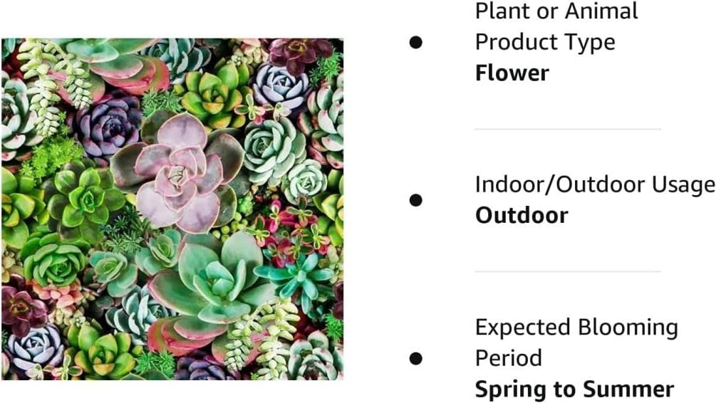Seeds Of Strength exotic succulents tray showcases variety you may grow at home.