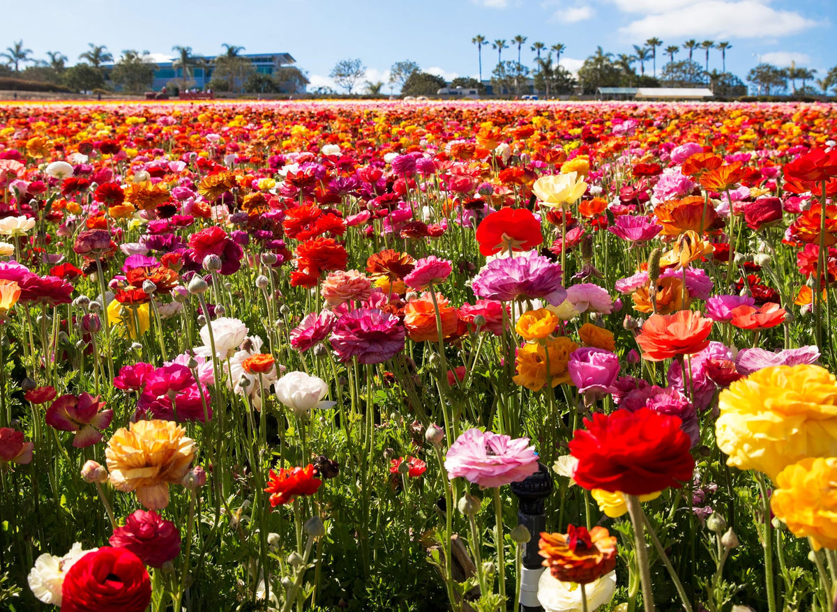 Seeds Of Strength flower-bed mix with ranunculus bulbs delivering dramatic color.