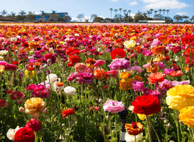 Seeds Of Strength flower-bed mix with ranunculus bulbs delivering dramatic color.