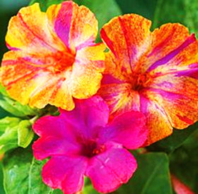Seeds Of Strength Four O'Clock bloom closeup with fragrant petals for evening enjoyment.