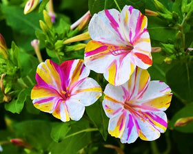 Seeds Of Strength four o’clock color bloom displaying multi-colored petals for bright gardens.