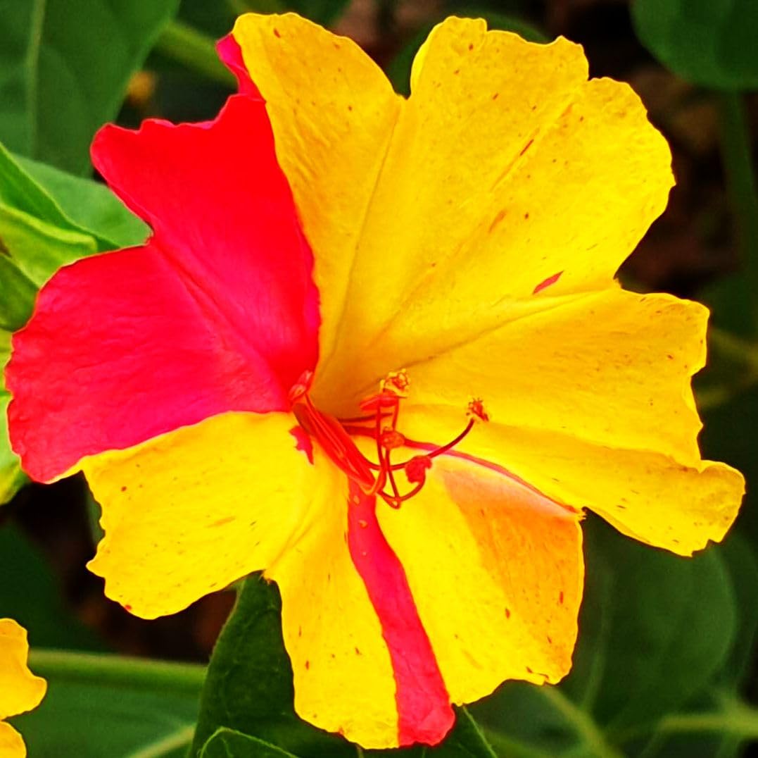 Seeds Of Strength Four O'Clock evening garden scene with color and scent.