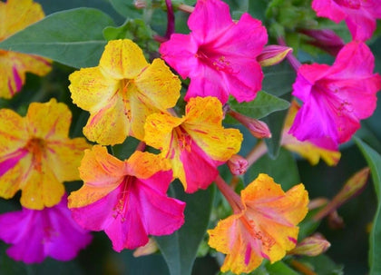 Seeds Of Strength Four O'Clock seeds pack offering vibrant late-afternoon blooms.