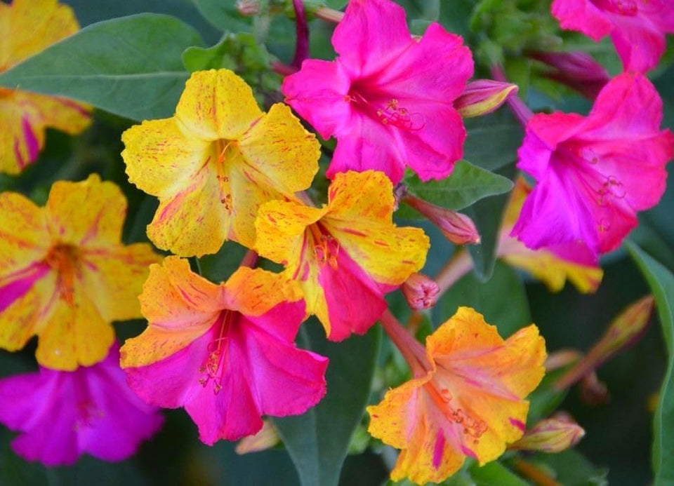 Seeds Of Strength Four O'Clock seeds pack offering vibrant late-afternoon blooms.