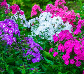 Compact phlox mounds from Seeds Of Strength forming a front-border edge.