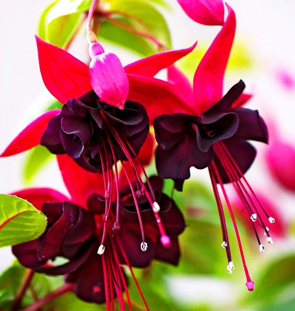 Seeds Of Strength fuchsia flower bloom close-up highlighting vibrant colors for sunny borders.