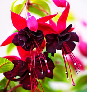 Seeds Of Strength fuchsia flower bloom close-up highlighting vibrant colors for sunny borders.