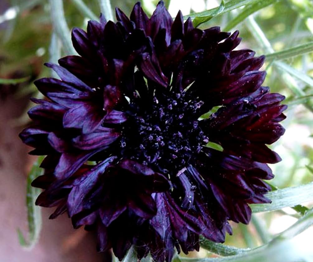 Black Cornflower thriving in full sun garden bed