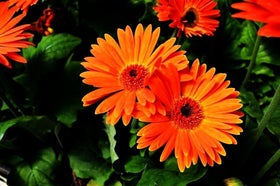 Seeds Of Strength Gaillardia attracts pollinators in summer gardens