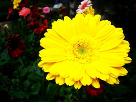 Seeds Of Strength Gaillardia cut flowers last in vases