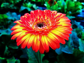 Seeds Of Strength Gaillardia drought tolerant blooms for low water gardens