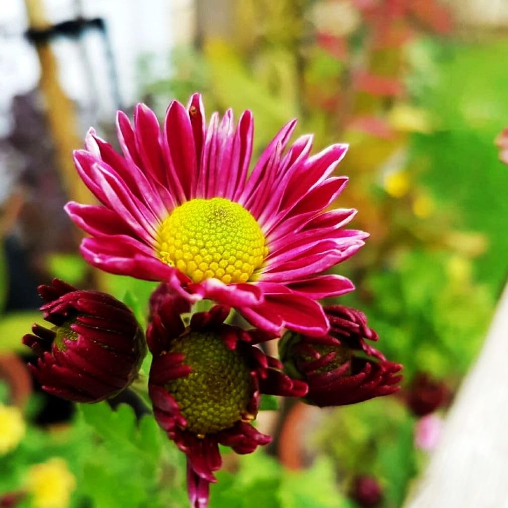 Seeds Of Strength Gaillardia mixed color blooms brighten borders