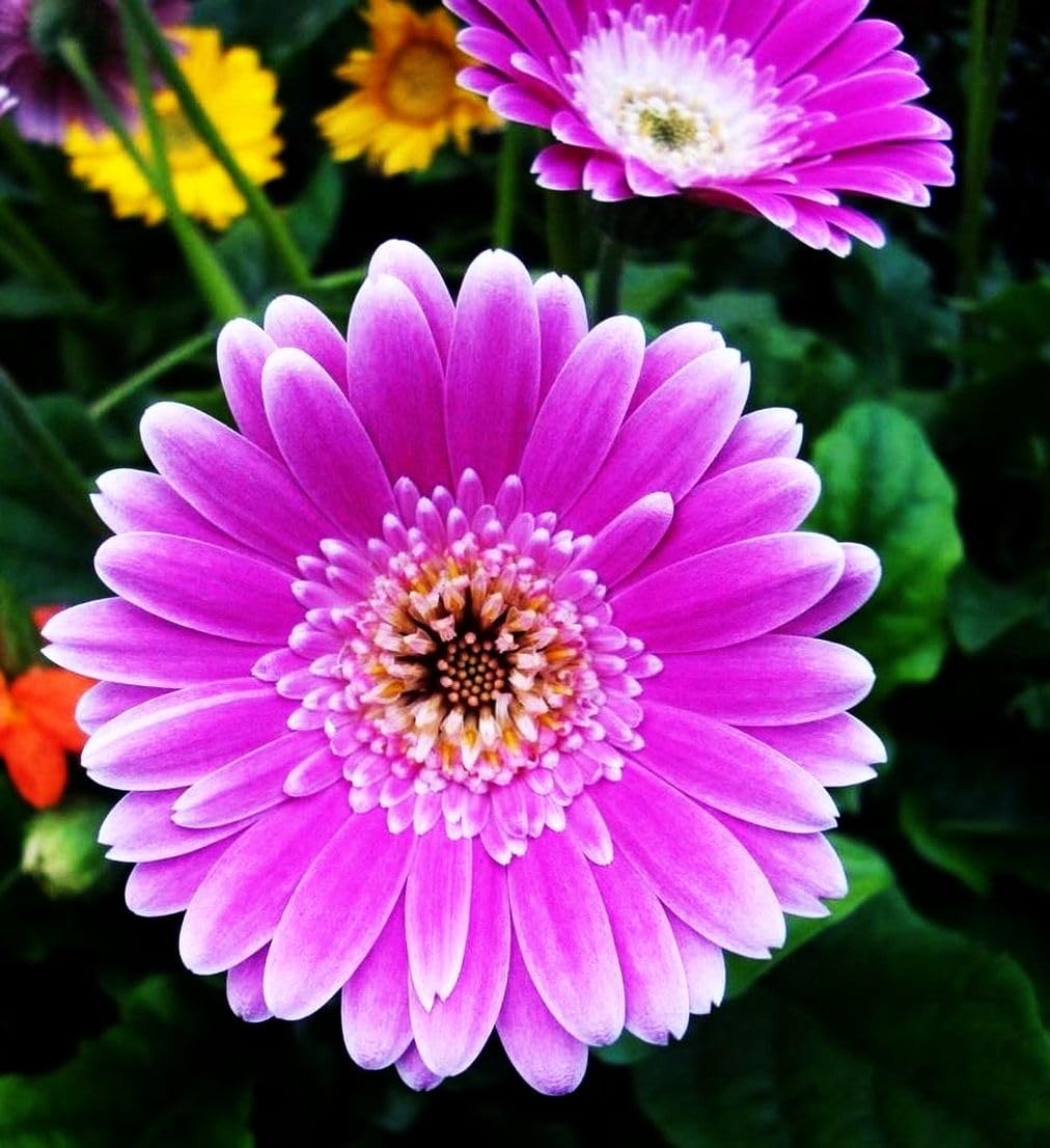 Seeds Of Strength Gaillardia close up of petals with vibrant color