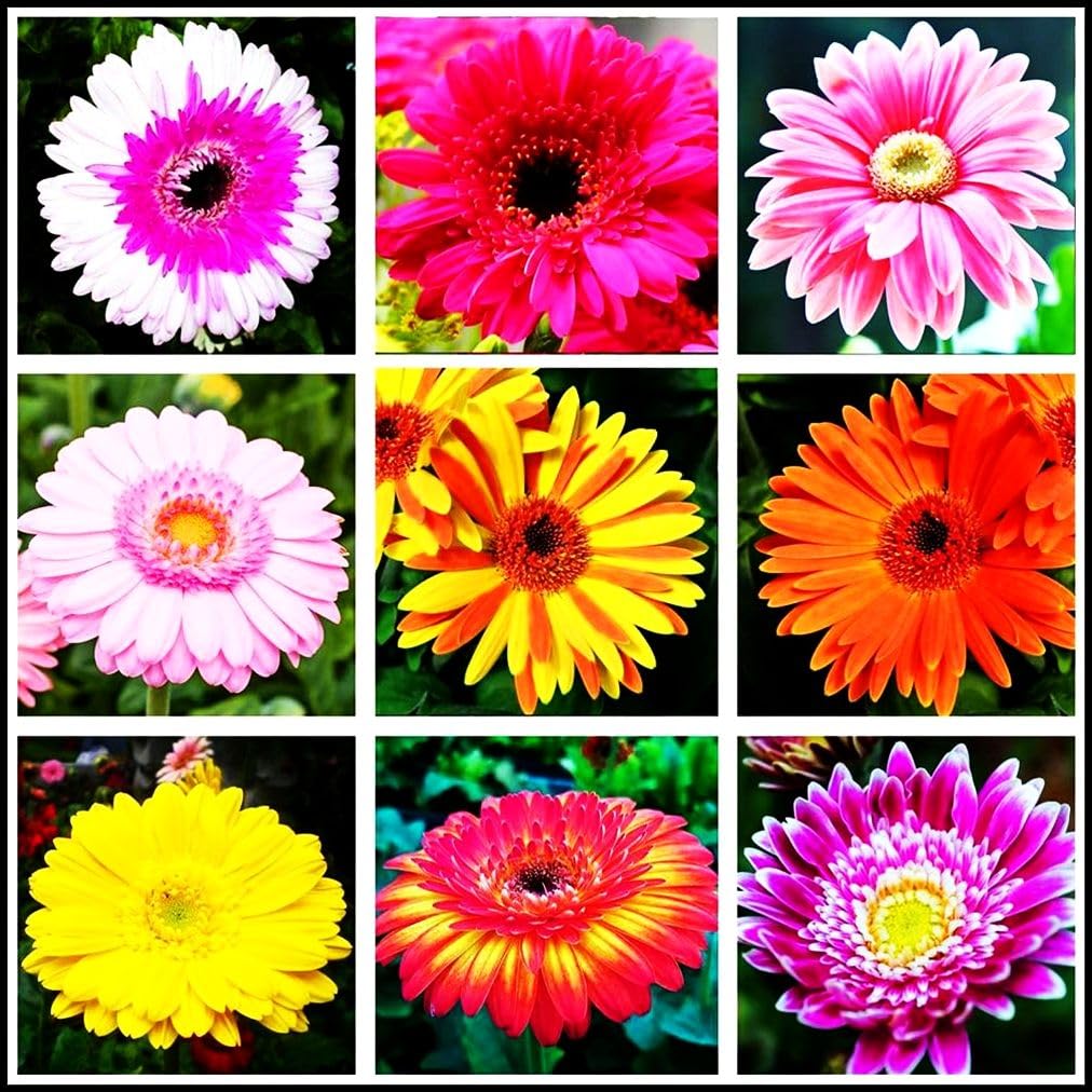 Seeds Of Strength Gaillardia Indian Blanket bloom in sun attracts butterflies