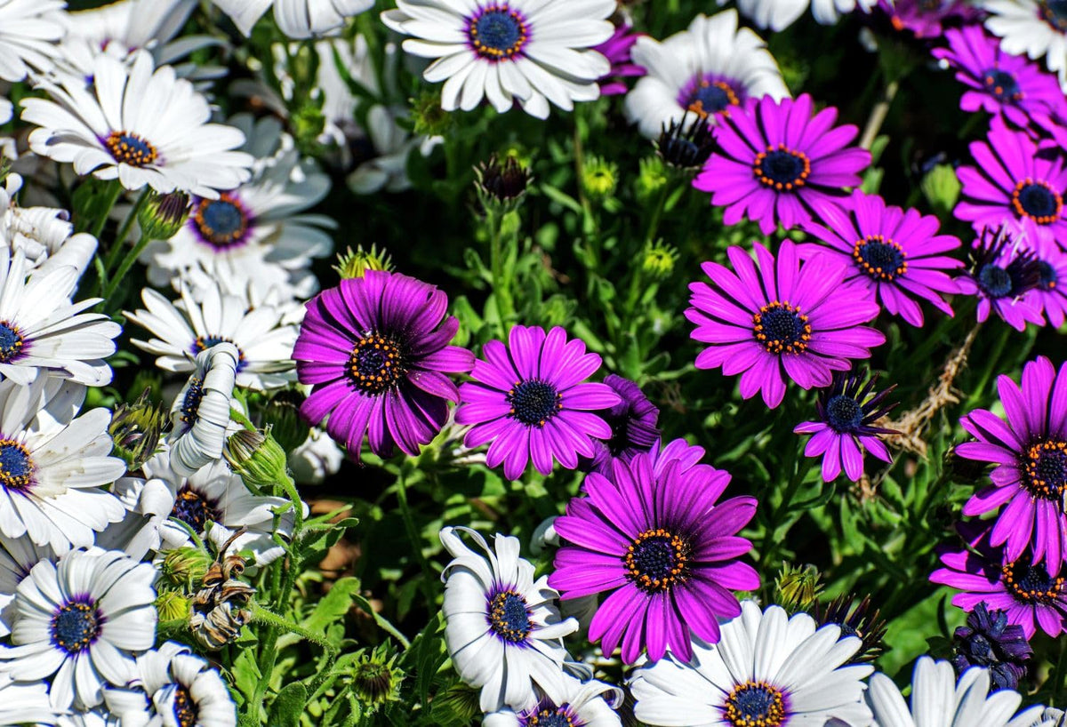 Seeds Of Strength garden bed border container mix renders versatile display for beds and containers
