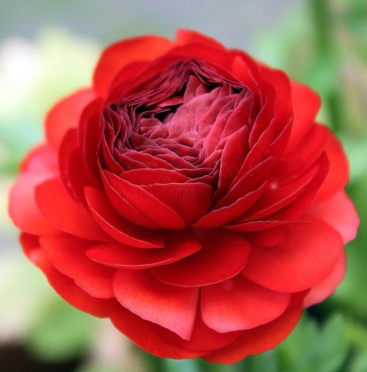 Seeds Of Strength garden bed or container display enhances borders and patios.