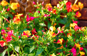 Seeds Of Strength garden-border planting setup for easy, colorful displays.