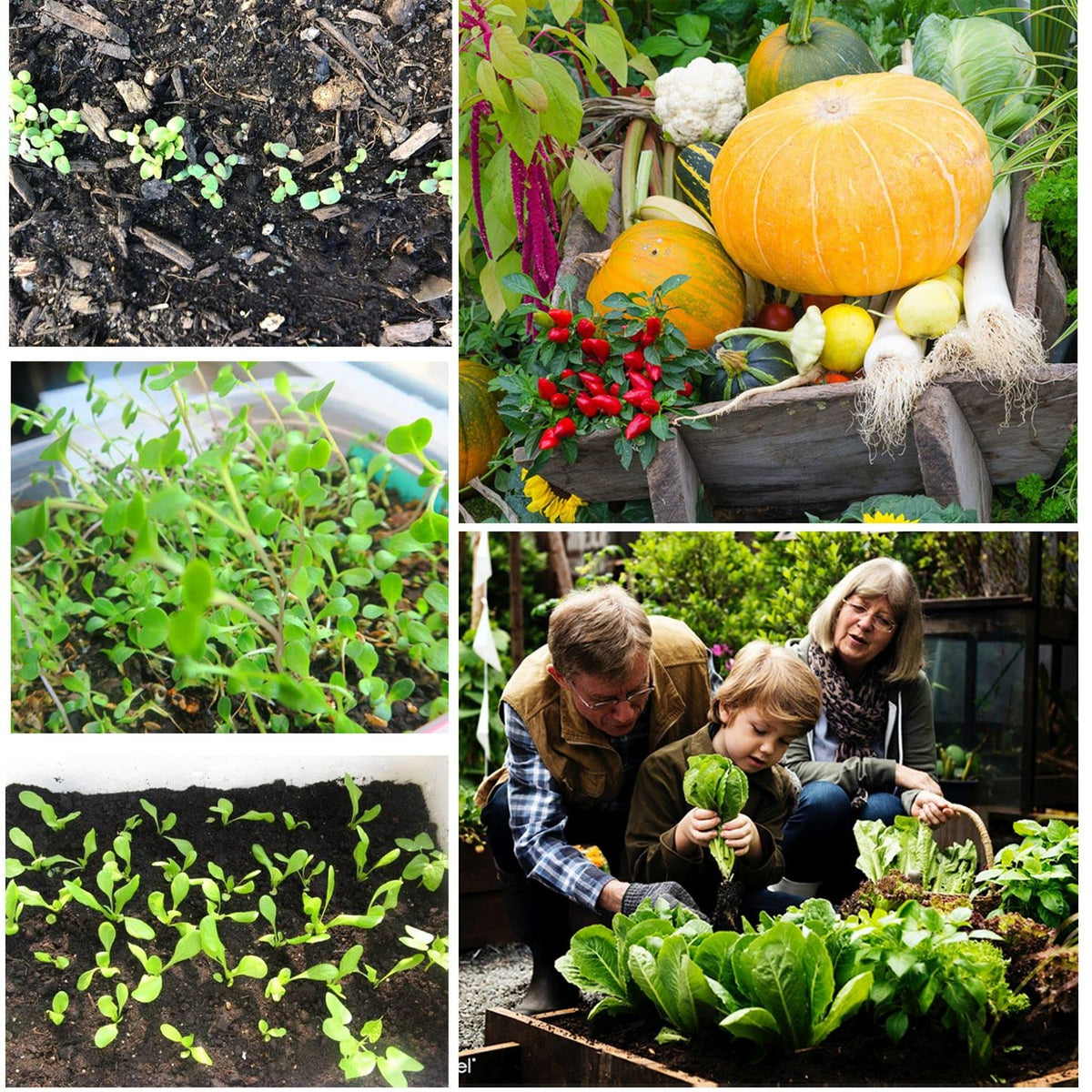 Seeds Of Strength garden gift set suits new and seasoned gardeners.