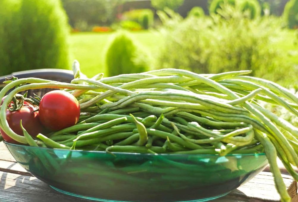 Seeds Of Strength Snake Oriental Yard Long Pole Bean vines growing on a trellis.