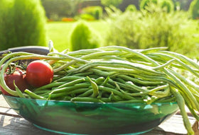 Seeds Of Strength Snake Oriental Yard Long Pole Bean vines growing on a trellis.