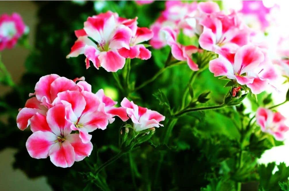 Seeds Of Strength geranium bloom features ivy-like foliage and cascading flowers.