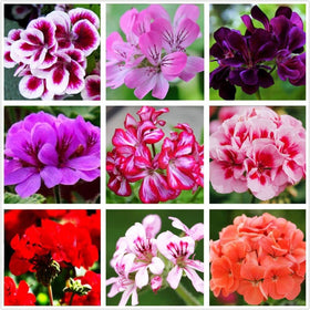 Seeds Of Strength geranium mix seeds ready to sow for vibrant outdoor color.