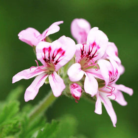 Seeds Of Strength pelargonium seedlings developing roots to support strong plants.