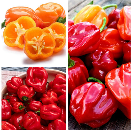 Seeds Of Strength Ghost-Habanero mix seed pack ready for planting this season