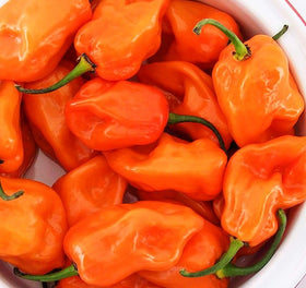 Ghost pepper orange fruit on plant from Seeds Of Strength mix for spicy uses