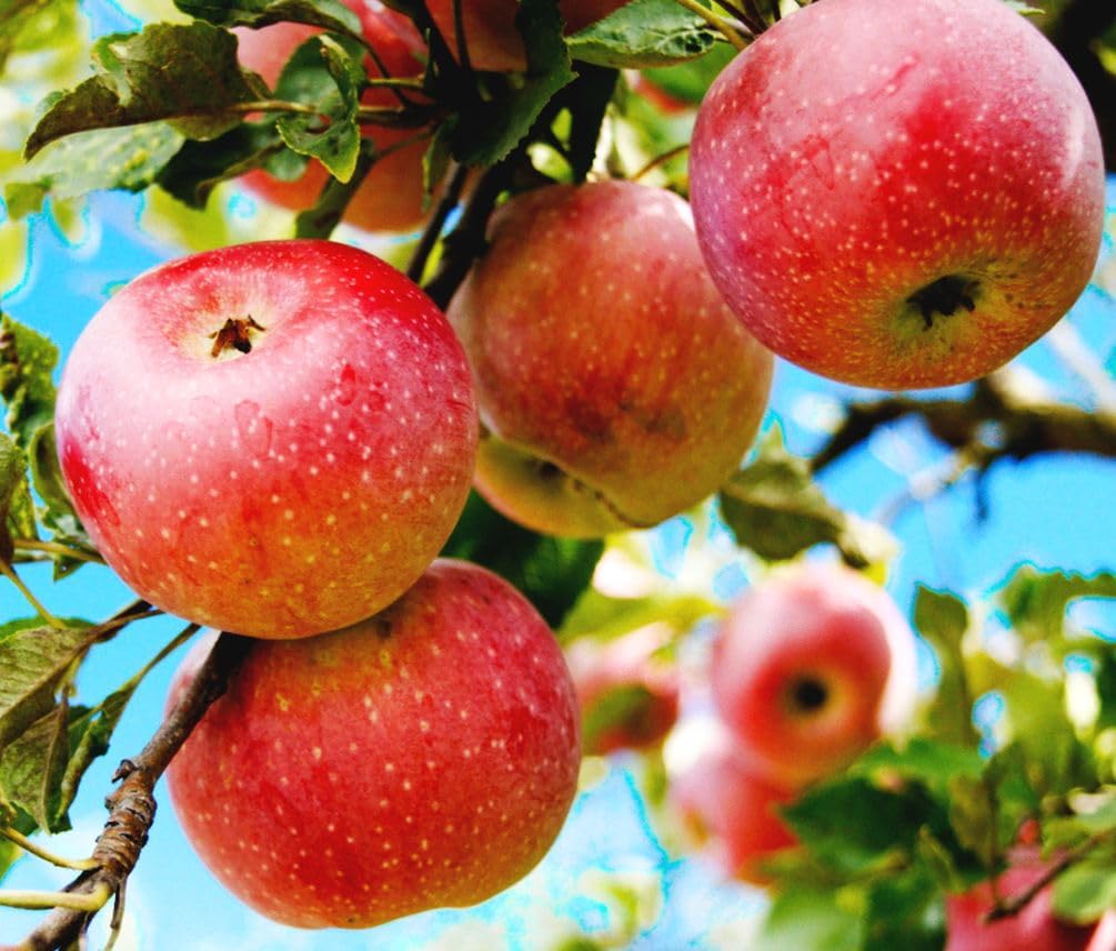 Seeds Of Strength giant bush apple seed ideal for outdoor and indoor growth.