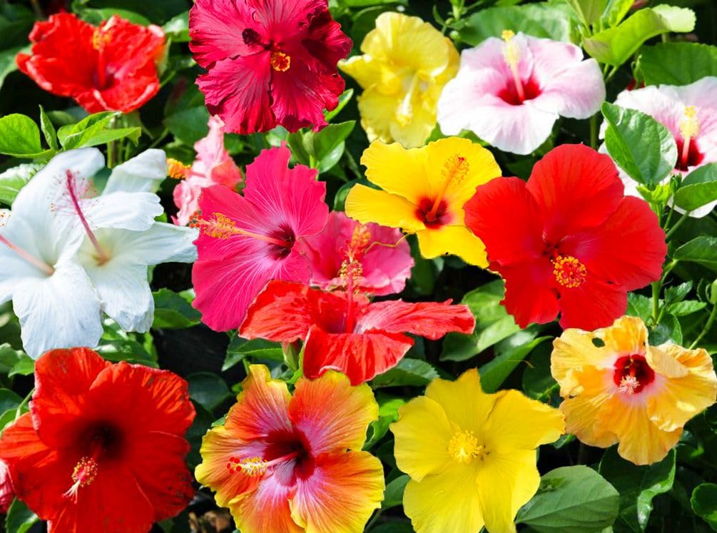 Seeds Of Strength giant hibiscus seeds pack ready for garden sowing