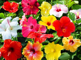 Seeds Of Strength giant hibiscus seeds pack ready for garden sowing