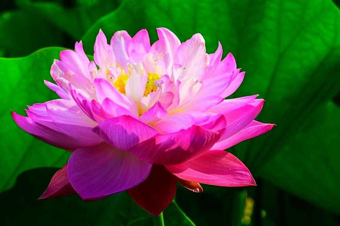 Seeds Of Strength gift-pack seeds offer a thoughtful addition to gardens and water features.