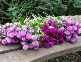 Close-up of globe amaranth seed heads and lush foliage, Seeds Of Strength