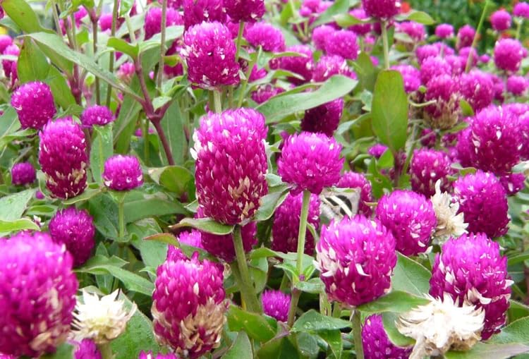 Globe amaranth blooms dried for bouquets and crafts in Seeds Of Strength mix
