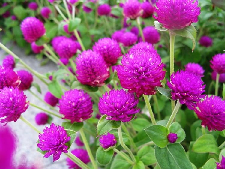 Plant globe amaranth seeds in full sun with Seeds Of Strength guidance