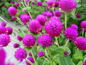 Plant globe amaranth seeds in full sun with Seeds Of Strength guidance