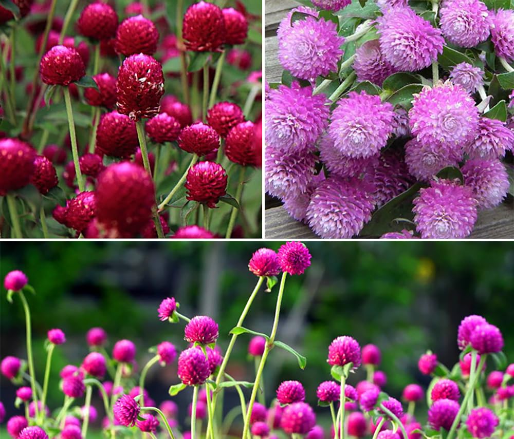 Seeds Of Strength globe amaranth mix blooms in vibrant garden color, attracts pollinators
