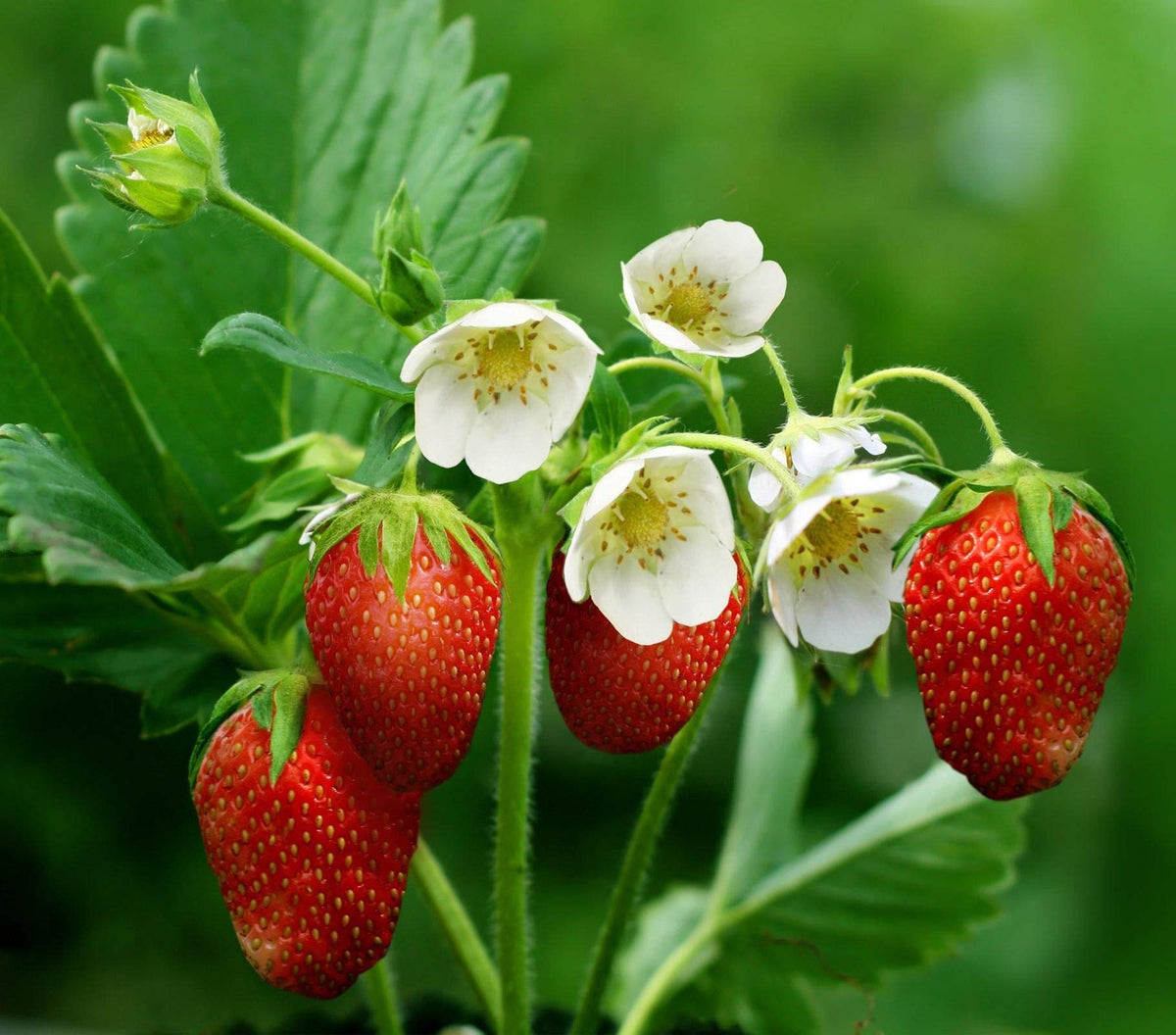 Seeds Of Strength grape seeds pack for backyard nurturing and production