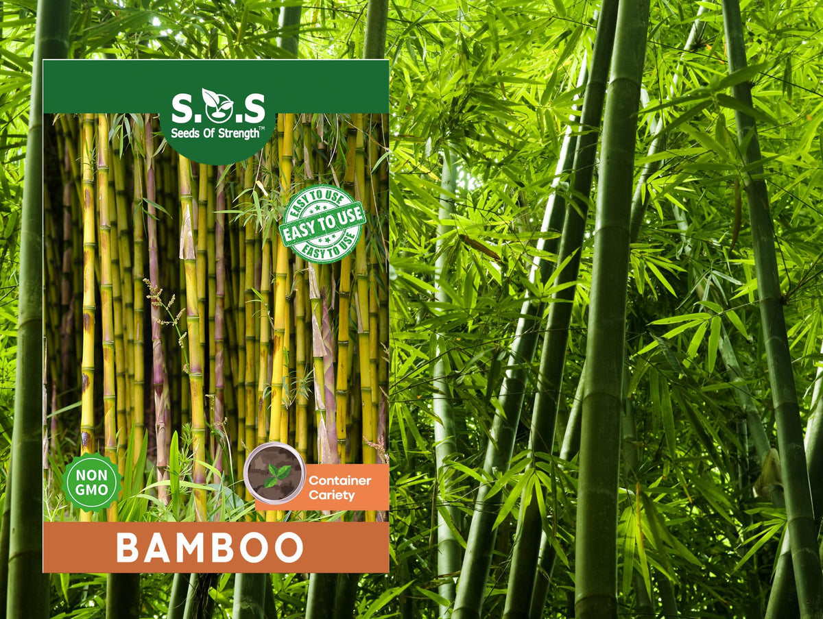 Seeds Of Strength green bamboo seed pack for lush privacy screening.