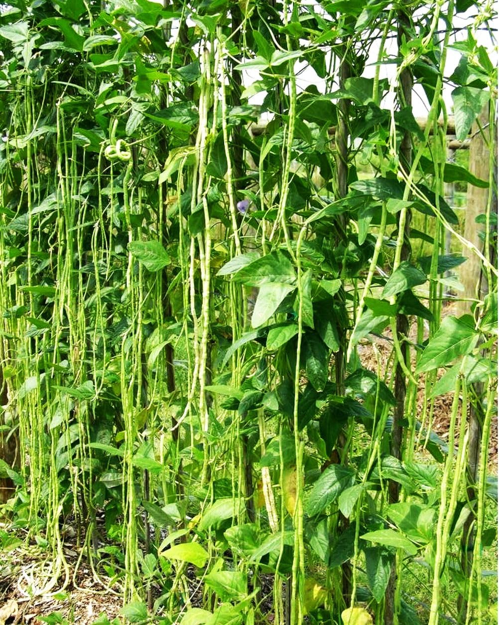 Seeds Of Strength Snake Oriental Yard Long Pole Bean seed close-up showing germination potential.