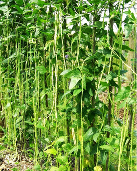Seeds Of Strength Snake Oriental Yard Long Pole Bean seed close-up showing germination potential.
