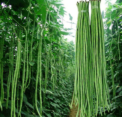Seeds Of Strength green snake oriental yard long pole beans seeds, ideal for sunny garden beds.