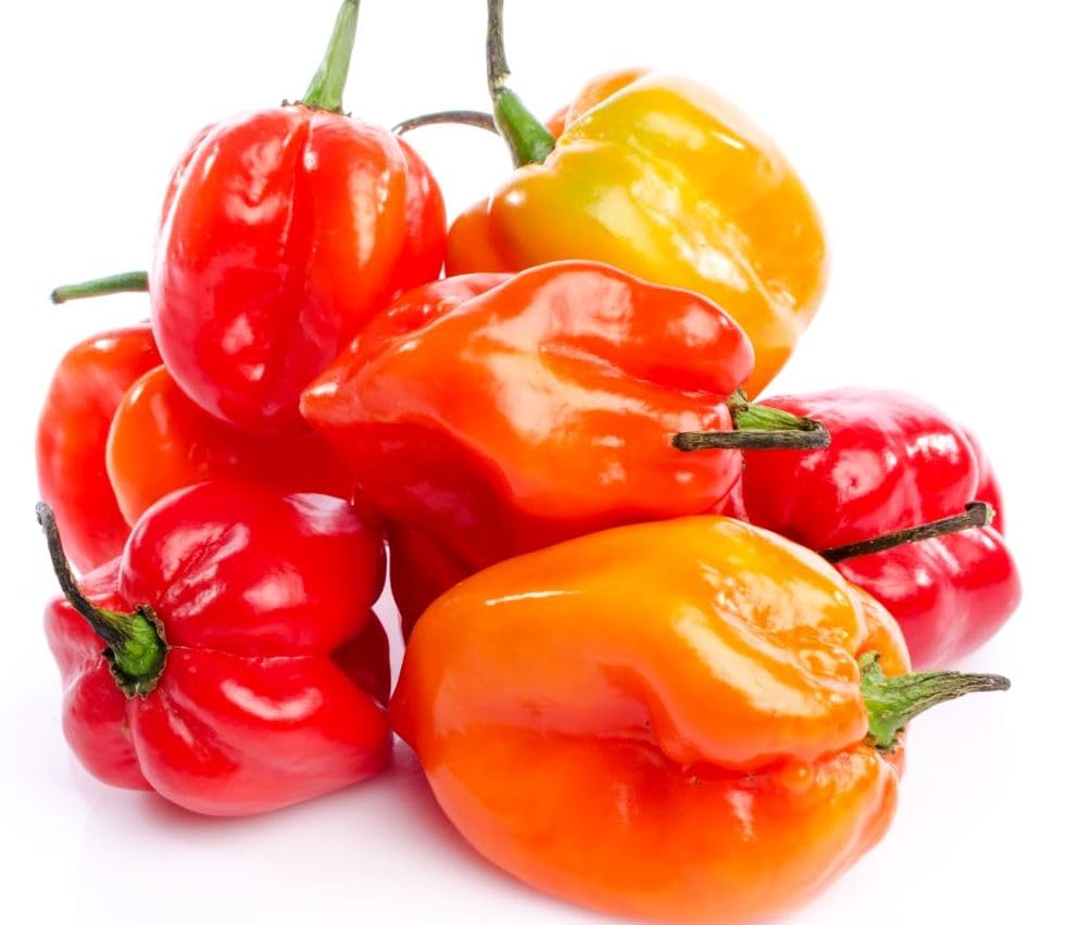 Habanero orange pepper mature on branch from Seeds Of Strength mix