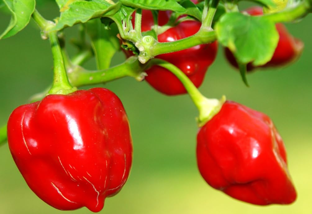 Habanero red mature fruit on stem from Seeds Of Strength mix