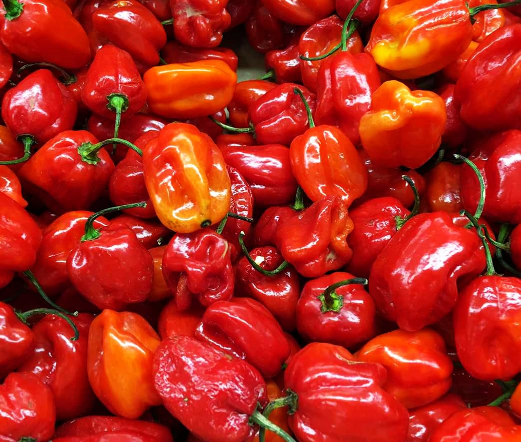 Habanero yellow pepper mature on plant from Seeds Of Strength mix
