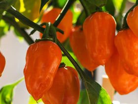 Harvest scene with gloves and pruners ready to pick Seeds Of Strength peppers