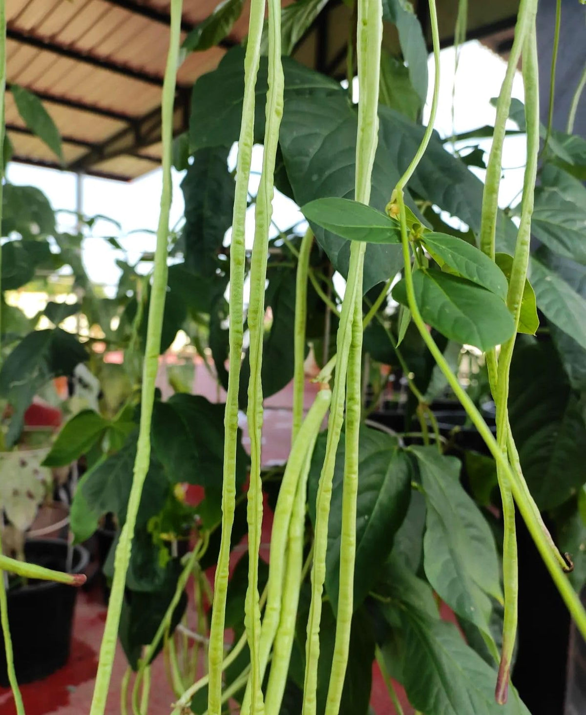 Seeds Of Strength harvest-ready pods measuring 12–18 inches in length