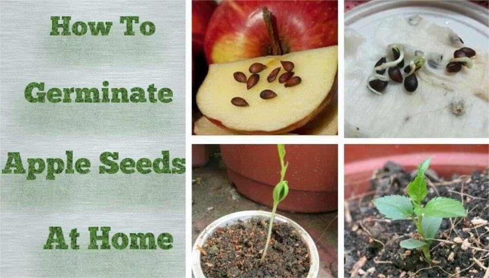 Seeds Of Strength harvest-ready apples image showcases fresh harvest possibilities.